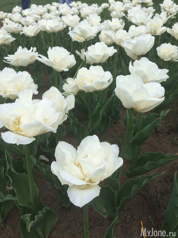 ��������� ���������