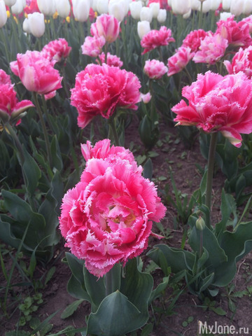 ��������� ���������