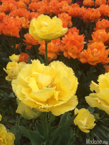 ��������� ���������