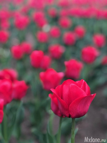 ��������� ���������