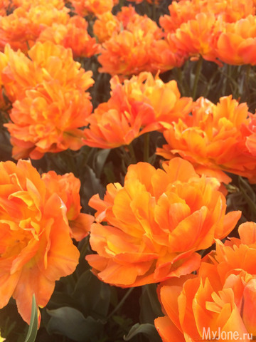 ��������� ���������