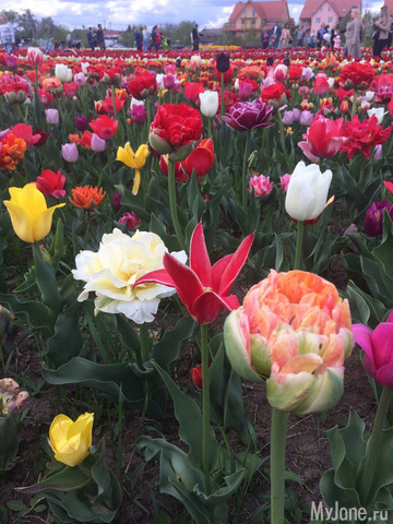 ��������� ���������