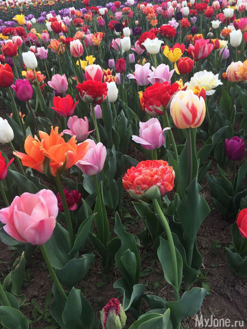 ��������� ���������