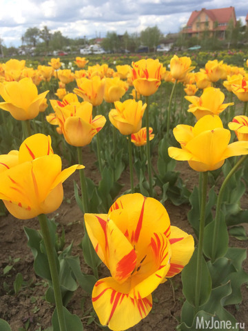 ��������� ���������