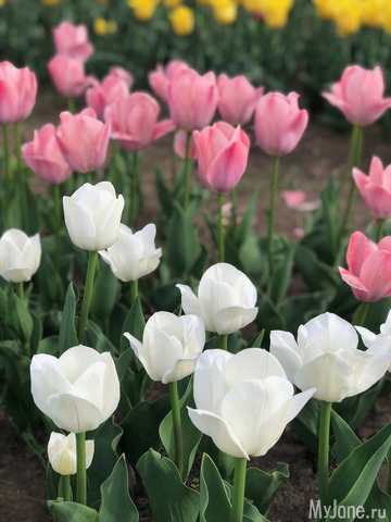 ��������� ���������