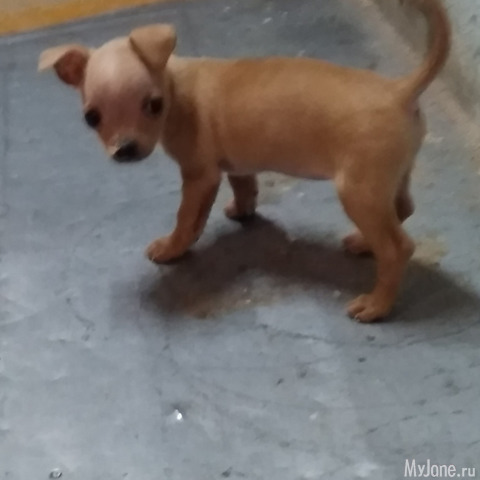 ��� � ���� ������