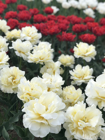 ��������� ���������