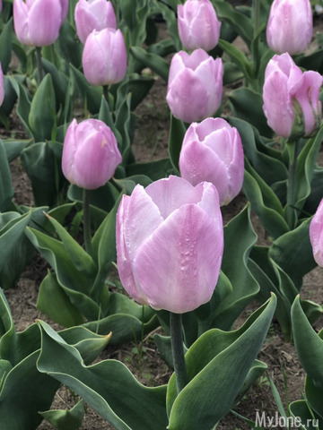 ��������� ���������