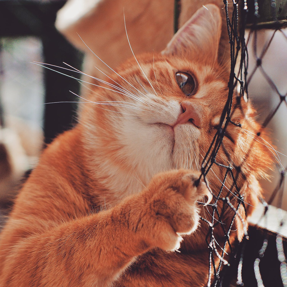 Что делать, чтобы кот не грыз провода - животные, домашние животные, кошки, кот  грызет провода