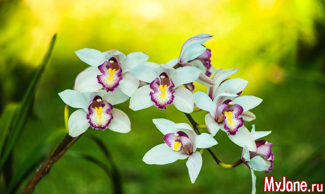 Как выращивать орхидеи дома