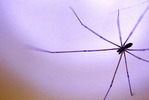 В одном из российских регионов появились смертельно опасные пауки