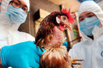 В западной части Японии был обнаружен новый очаг птичьего гриппа