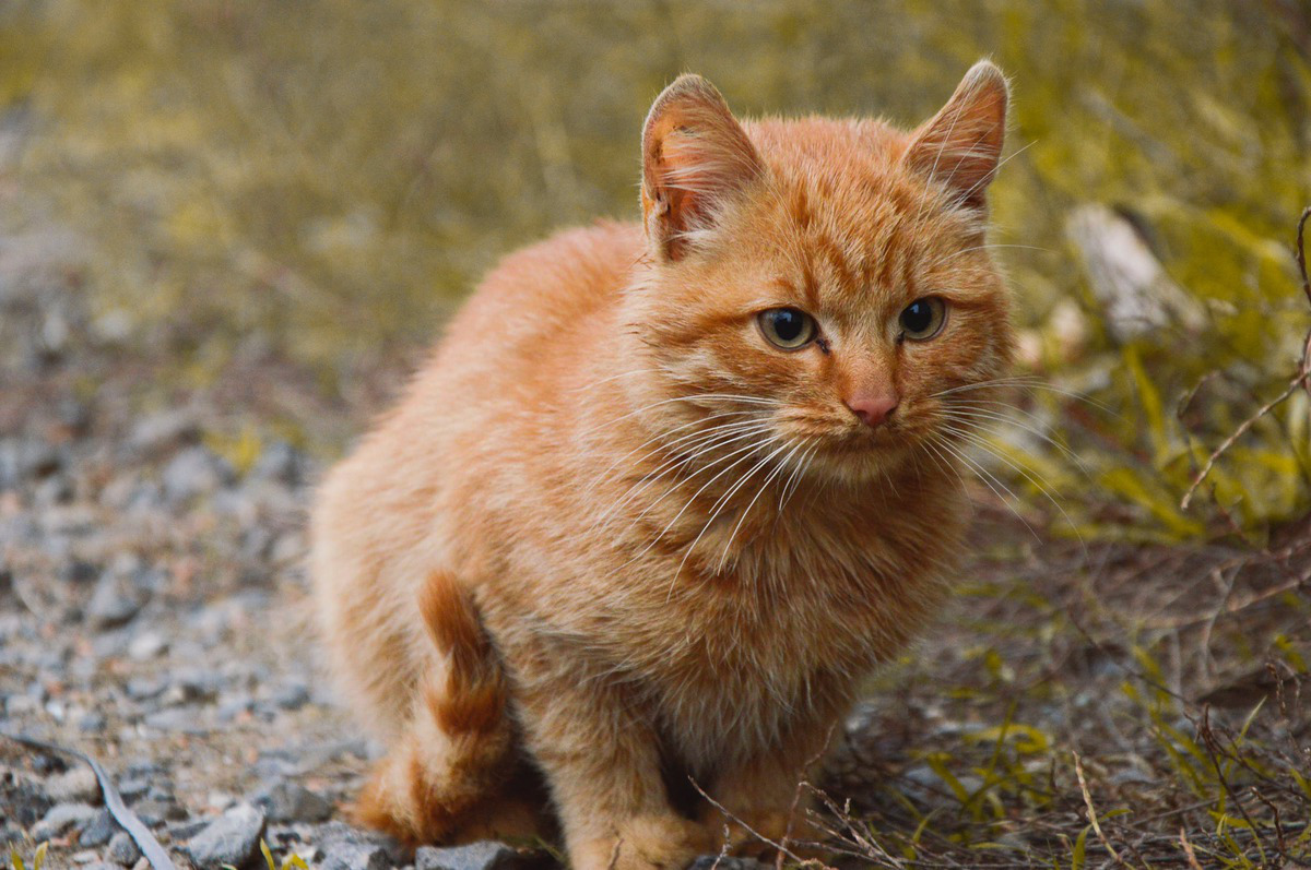 Фото Черно Рыжей Кошки