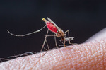 Укусы комаров - неприятно, а иногда опасно