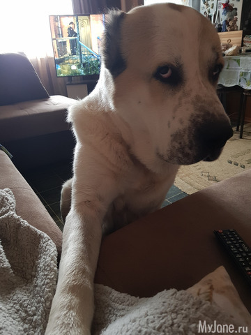 ��� ������, ��� �����