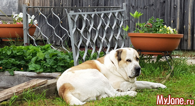 ��� ������, ��� �����