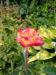 ���� - ��� ������