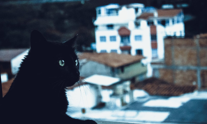 Магия кошки. Белый и черный питомец