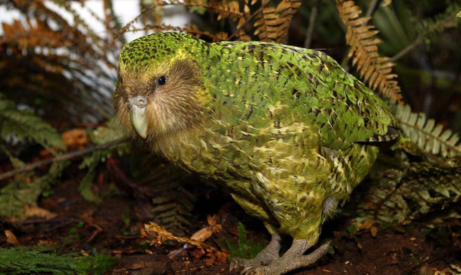 Какапо – удивительный попугай, занесенный в Красную книгу