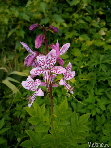 ������� �������