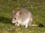 В Австралию по прошествии полувека вернулись кенгуровые крысы