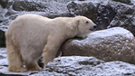 В Берлинском зоопарке скончалась старейшая во всей Европе белая медведица