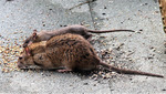 В Лондоне отмечено резкое увеличение количества крыс