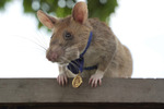 Героическая крыса-сапер Магава отправилась на пенсию