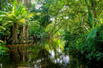 Леса Амазонки были названы самой настоящей углеродной «бомбой»