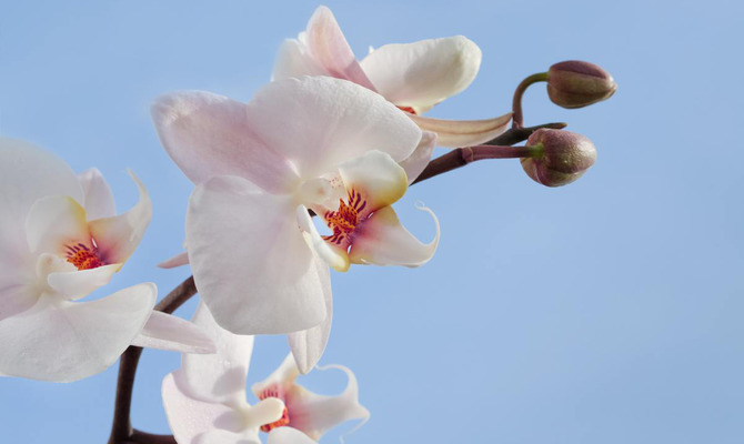 Орхидея. Как добиться буйного цветения орхидей?