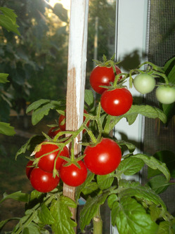 Растим помидоры - черри