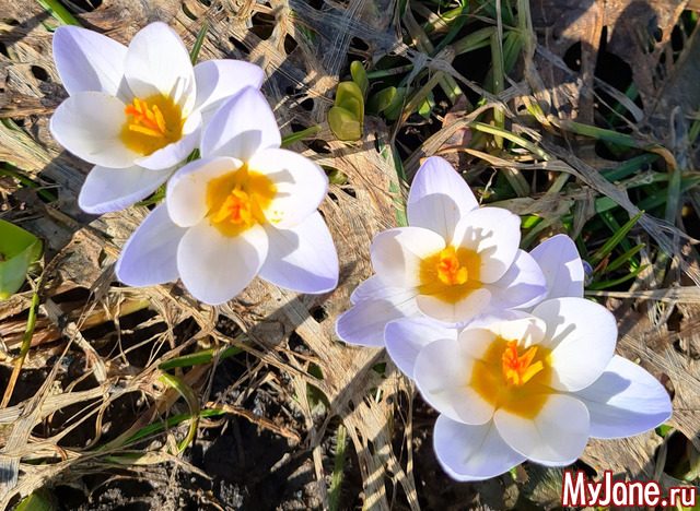 �������� �������