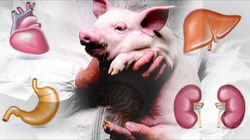 Немцы начинают выращивать ГМ-свиней для последующей пересадки их сердца людям
