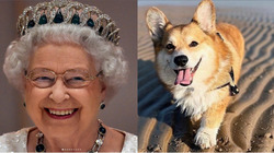 Елизавета II будет выпускать парфюм для собак с запахом «прогулок по побережью»