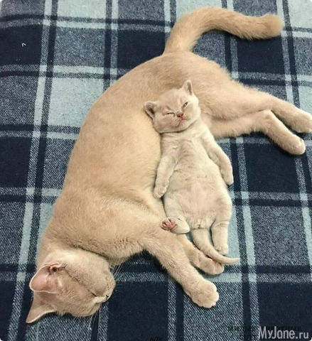 �������������� ���