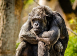 В одном из зоопарков США умер старейший в мире самец гориллы