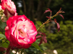 Как добиться цветения роскошных роз. Секреты цветоводов