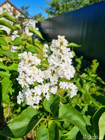 ������ ���������� ������