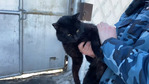 В Казани была поймана кошка-наркокурьер