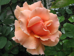 Уход и полезные свойства домашней розы