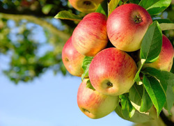 Осень - яблочная пора. Какие яблоки полезнее?