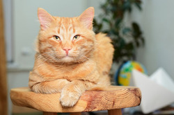 На сколько дней кошку можно оставить дома одну